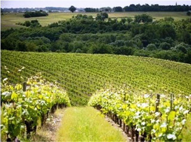Domaine De La Soucherie - Chambres D'Hotes Beaulieu-sur-Layon Exteriör bild