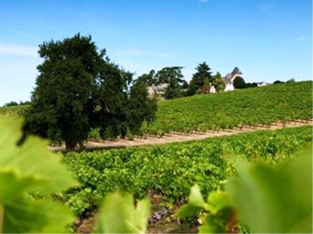 Domaine De La Soucherie - Chambres D'Hotes Beaulieu-sur-Layon Exteriör bild