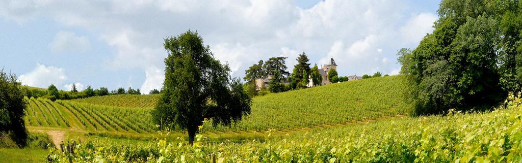 Domaine De La Soucherie - Chambres D'Hotes Beaulieu-sur-Layon Exteriör bild
